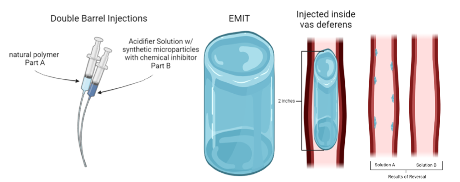 Illustration of new male contraceptive process