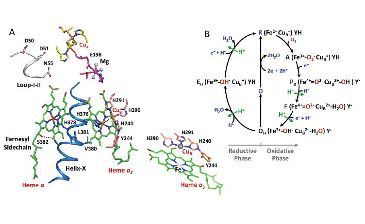 cytochrome c oxidase intermediate