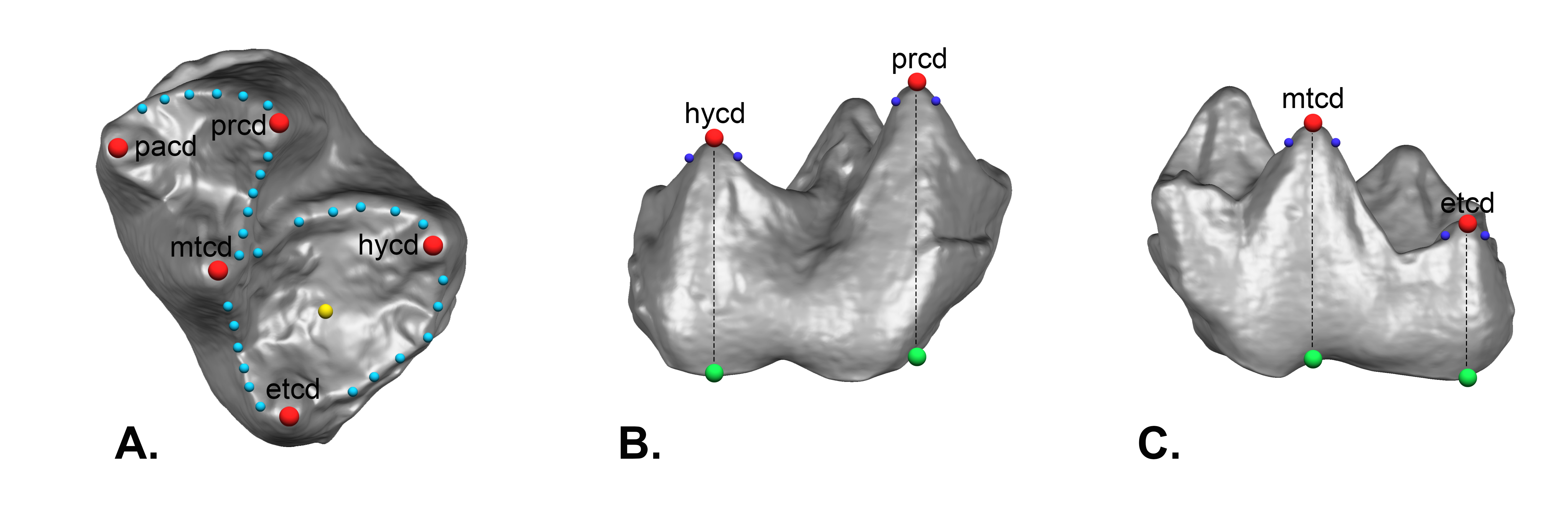 Tooth ct scans