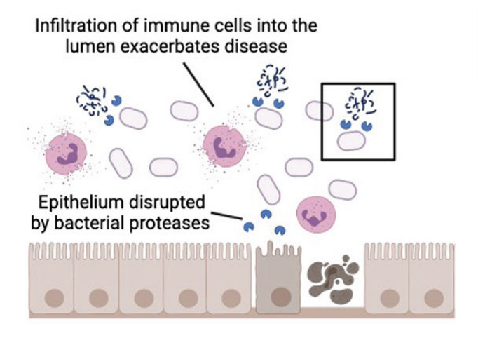 scientific illustration of bacterial proteases damaging the colonic epithelium