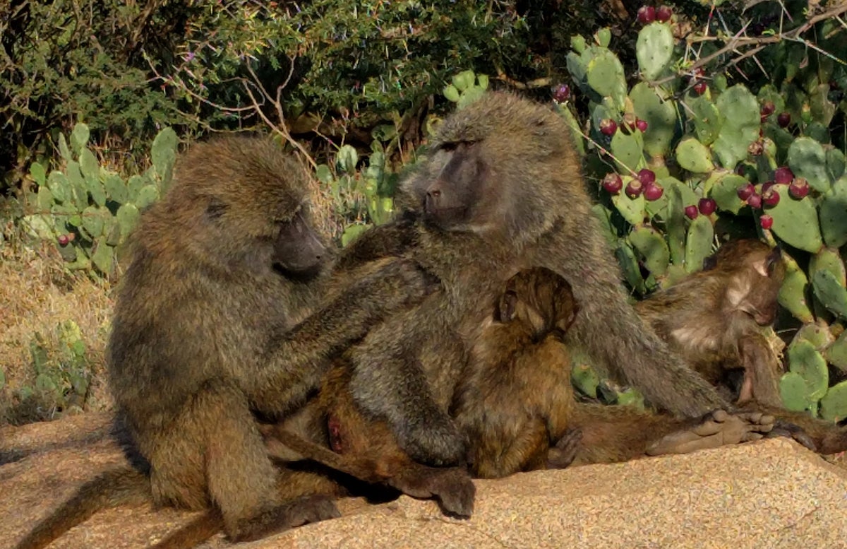 baboons grooming