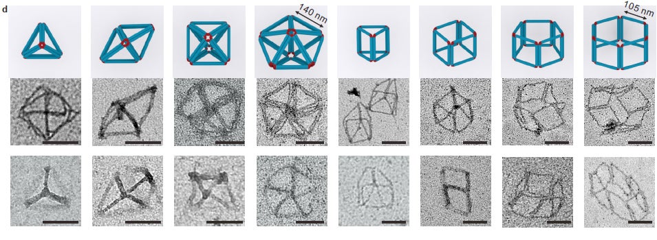 models and TEM images