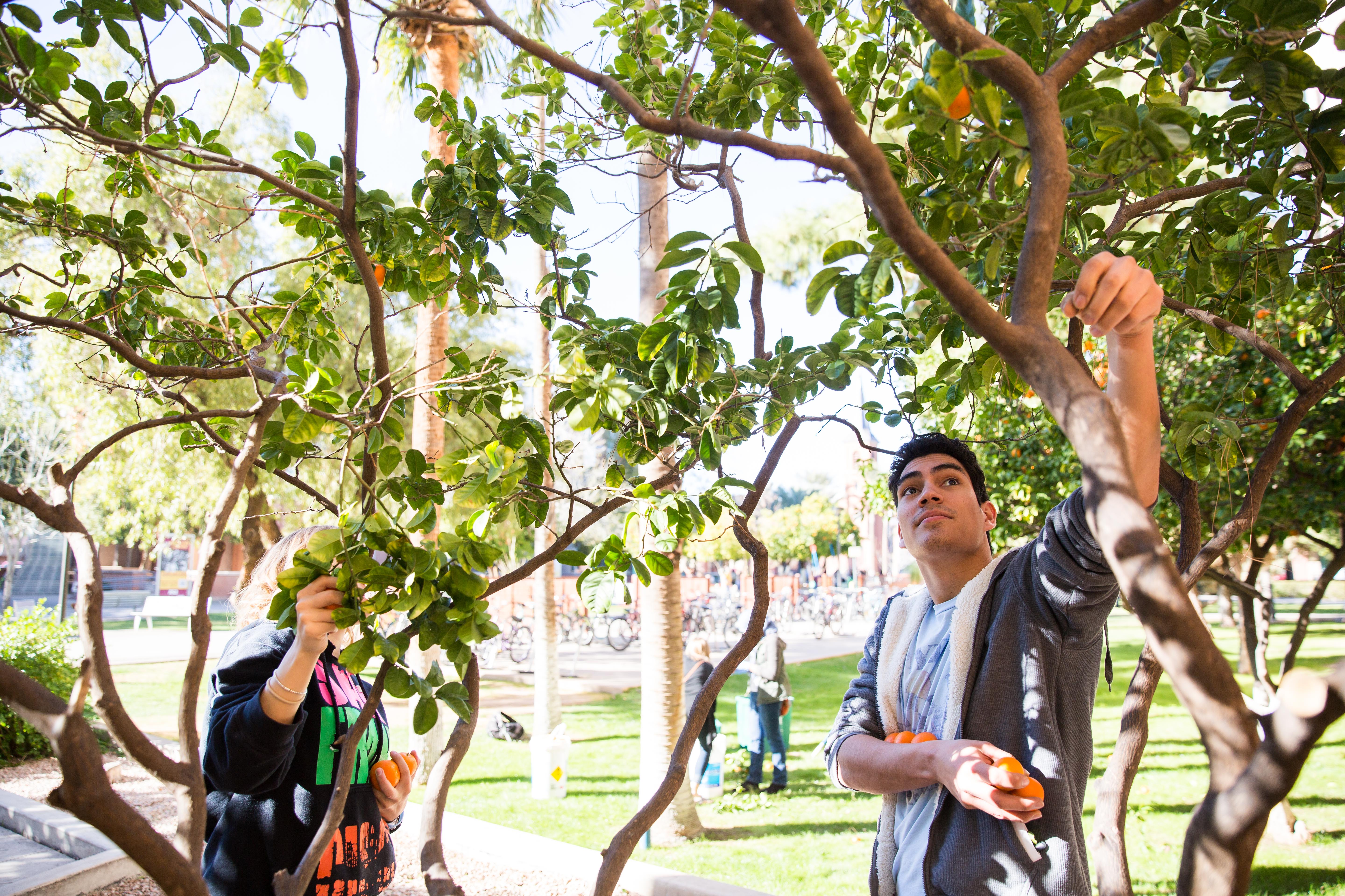 Volunteers harvest oranges in Tempe