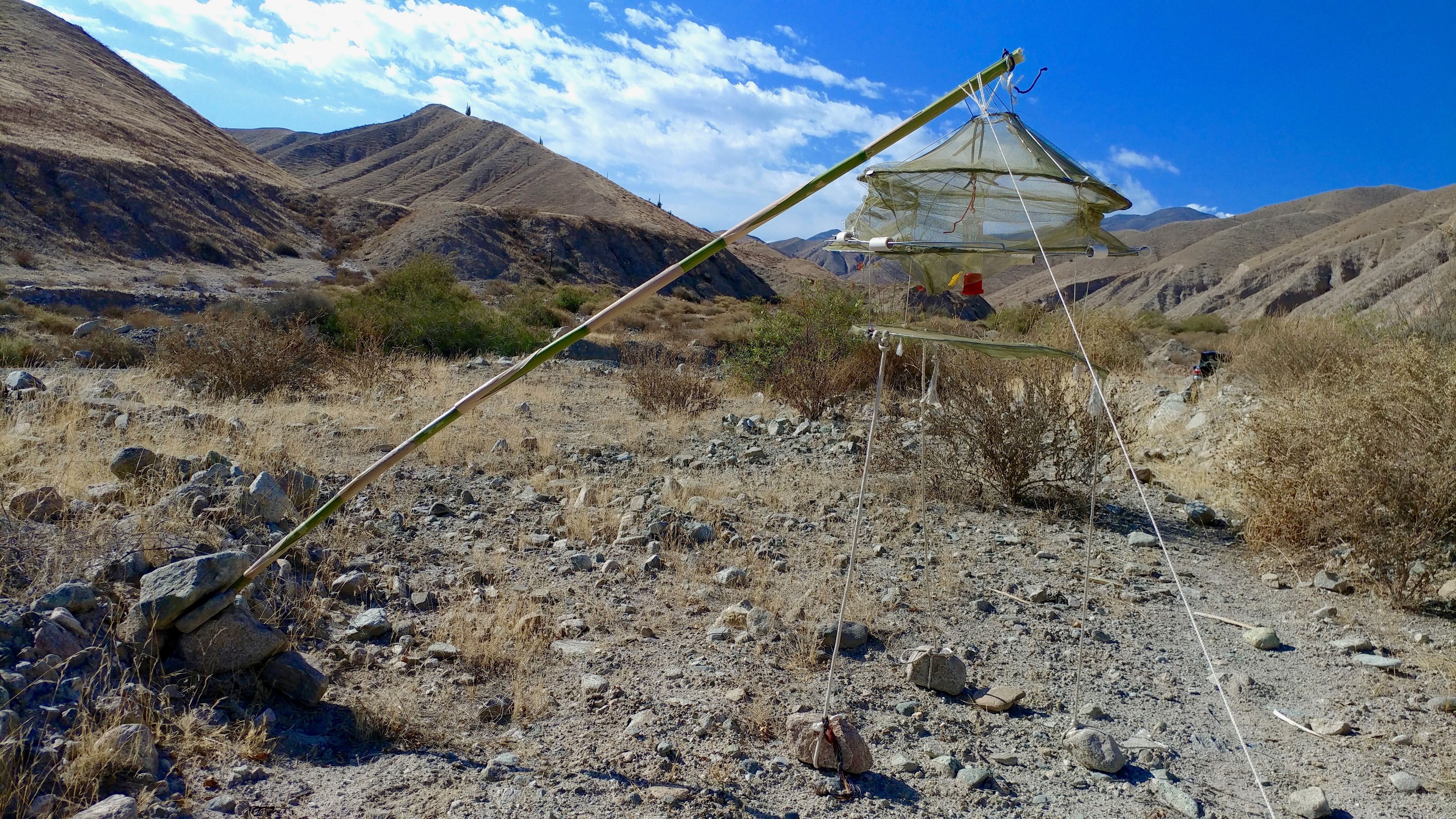 Rick Simpson's hummingbird trap