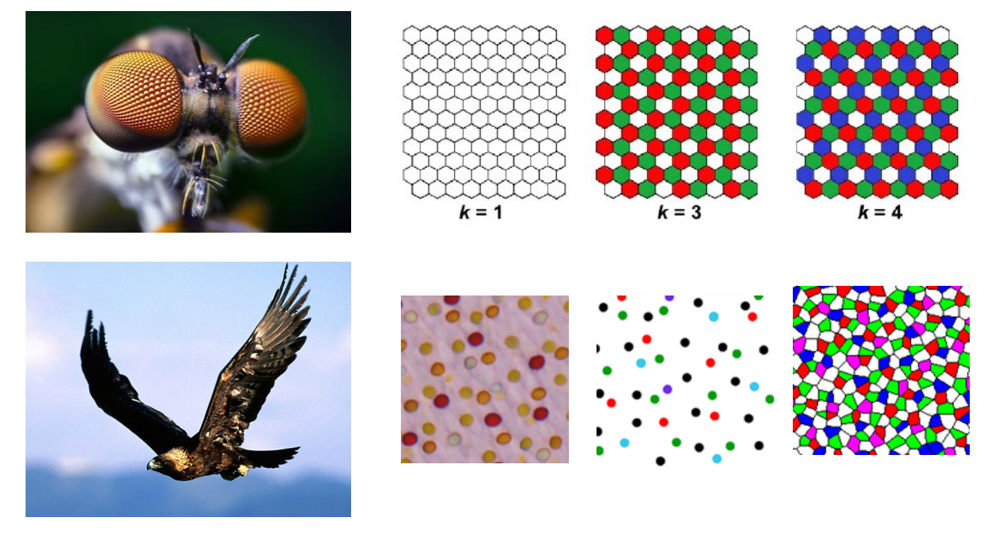 A figure demonstrating the difference between the atomic structure of insect and avian retina.