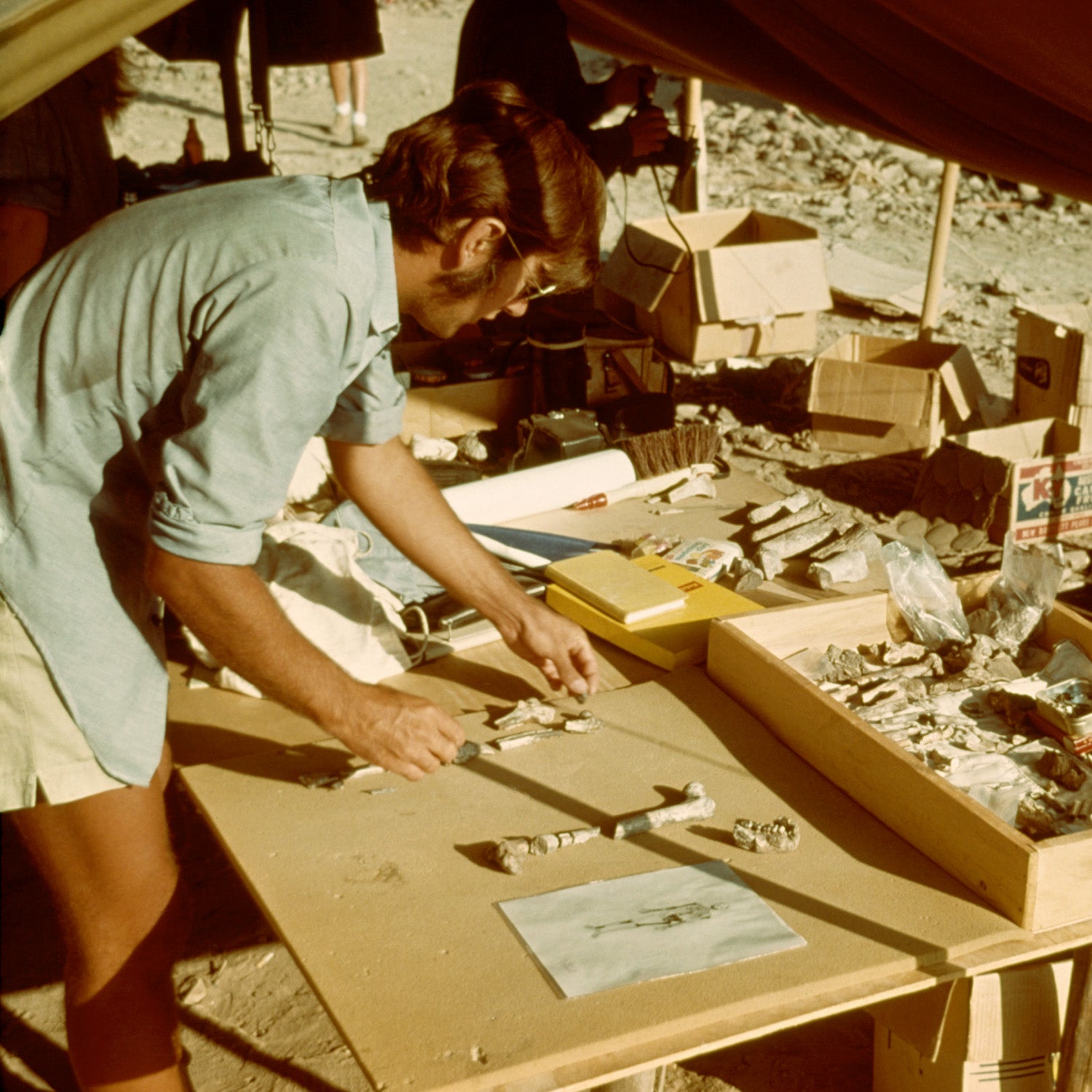 ASU paleoanthropologist Donald Johanson with the Lucy skeleton in the field