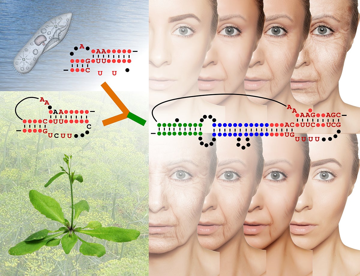 plant telomerase RNA