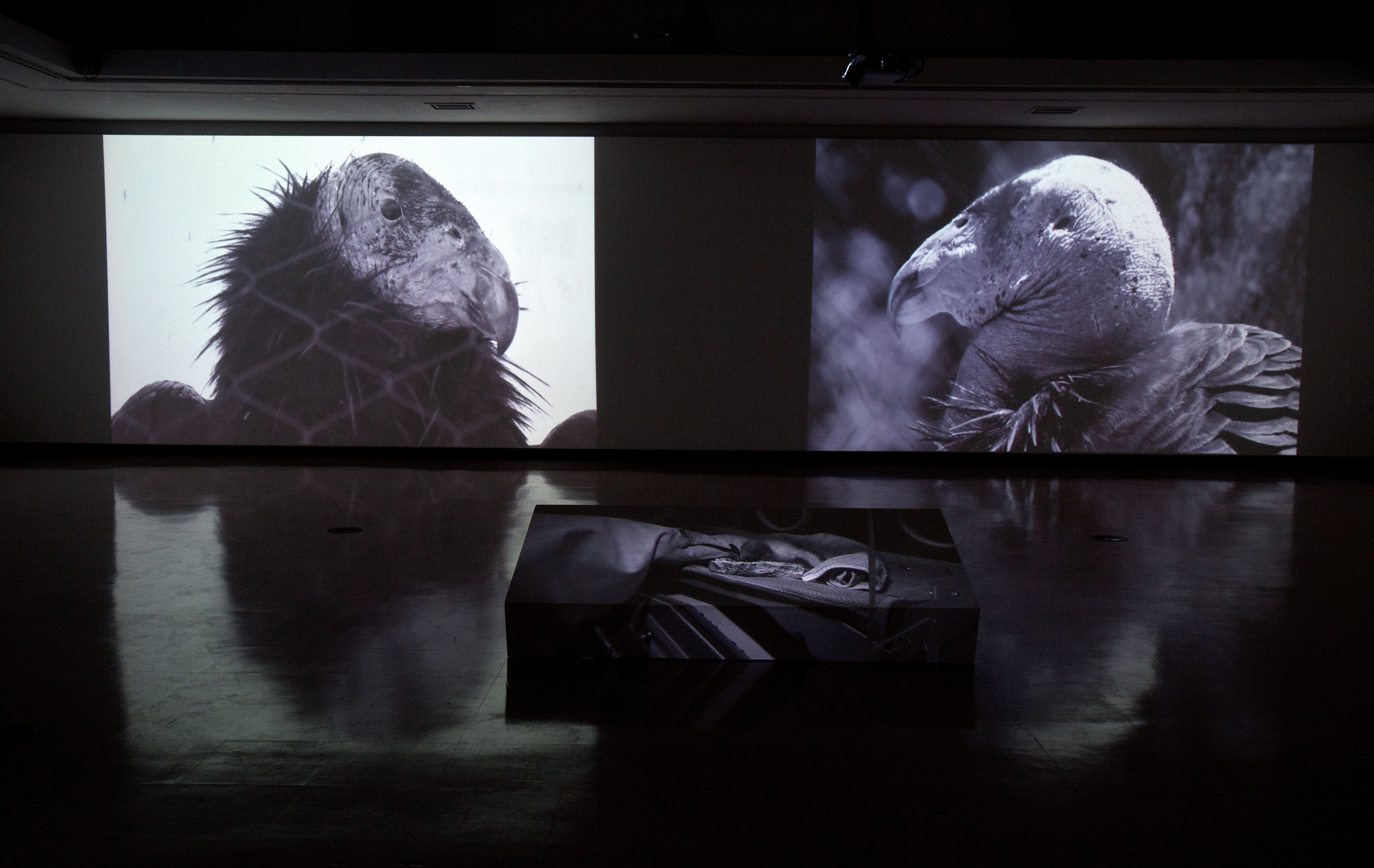 Kade Twist's video installation