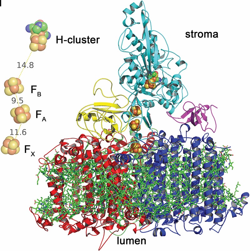 PSI core subunits