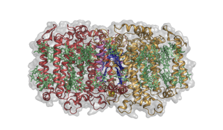 Structure of the Heliobacterium modesticaldum photosynthetic reaction center-photosystem 