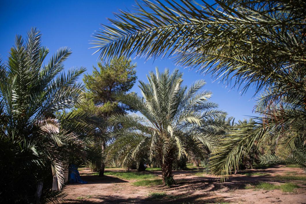 The date grove at the Polytechnic campus