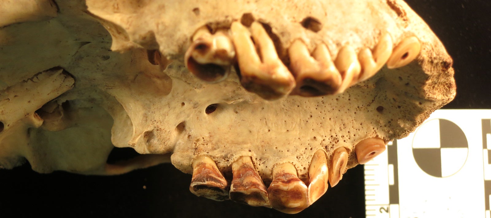 chimpanzee maxilla