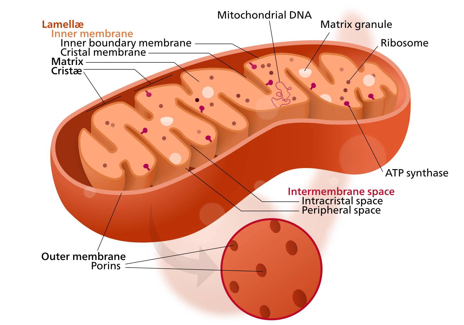 Mitochondrion structure