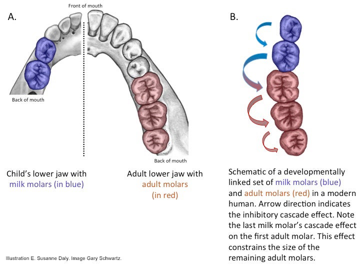 Milk teeth and adult molars