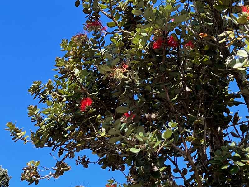 photo of ohia tree in bloom