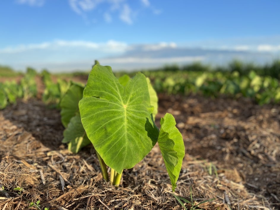 Up close photo of green leaf of taro plant