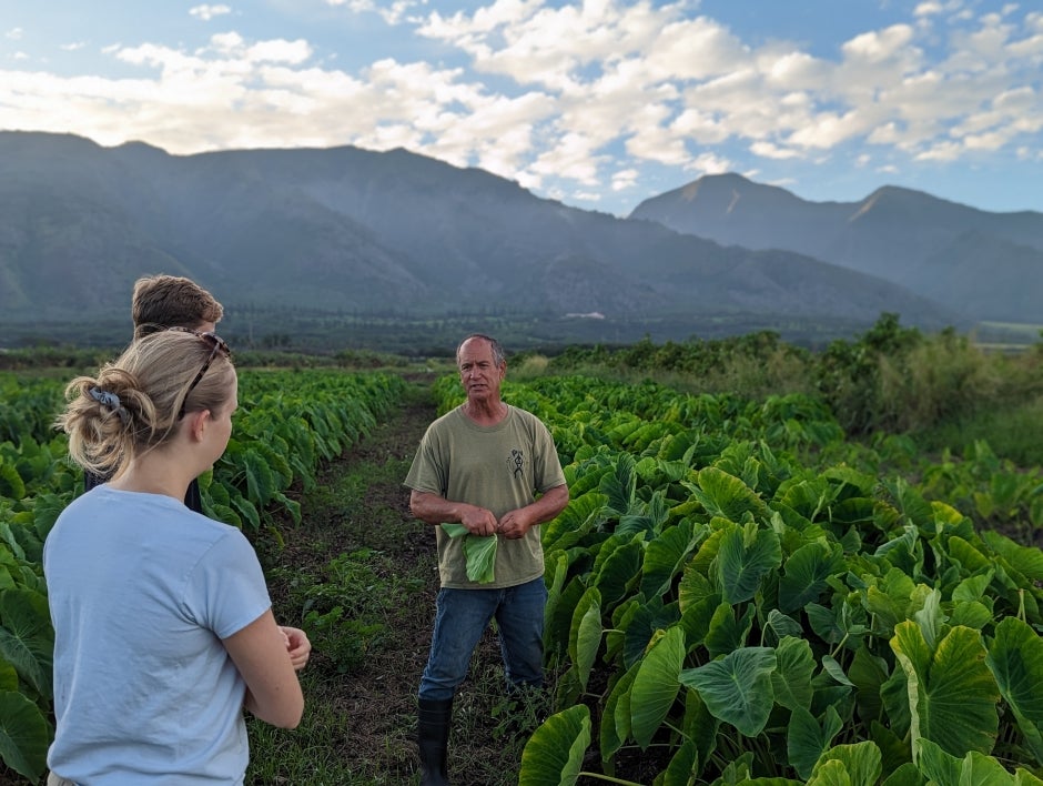 Group of people talks about crops in taro field