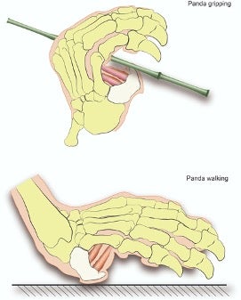 Panda "hand" illustration