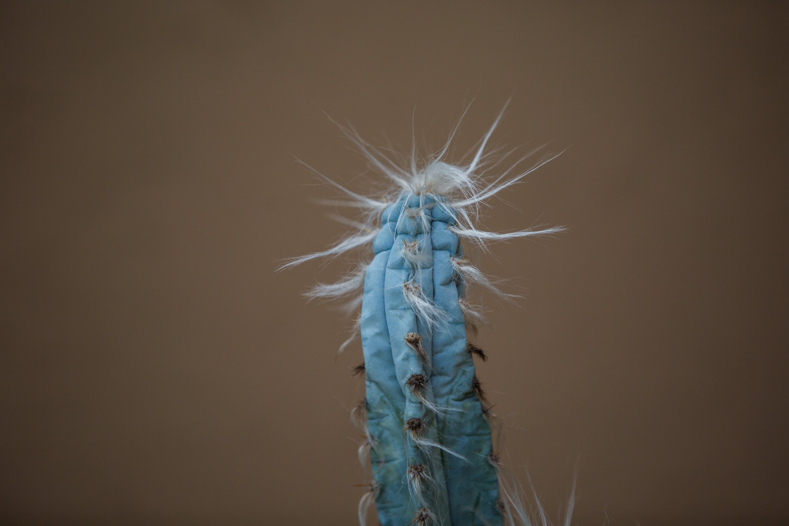 cacti