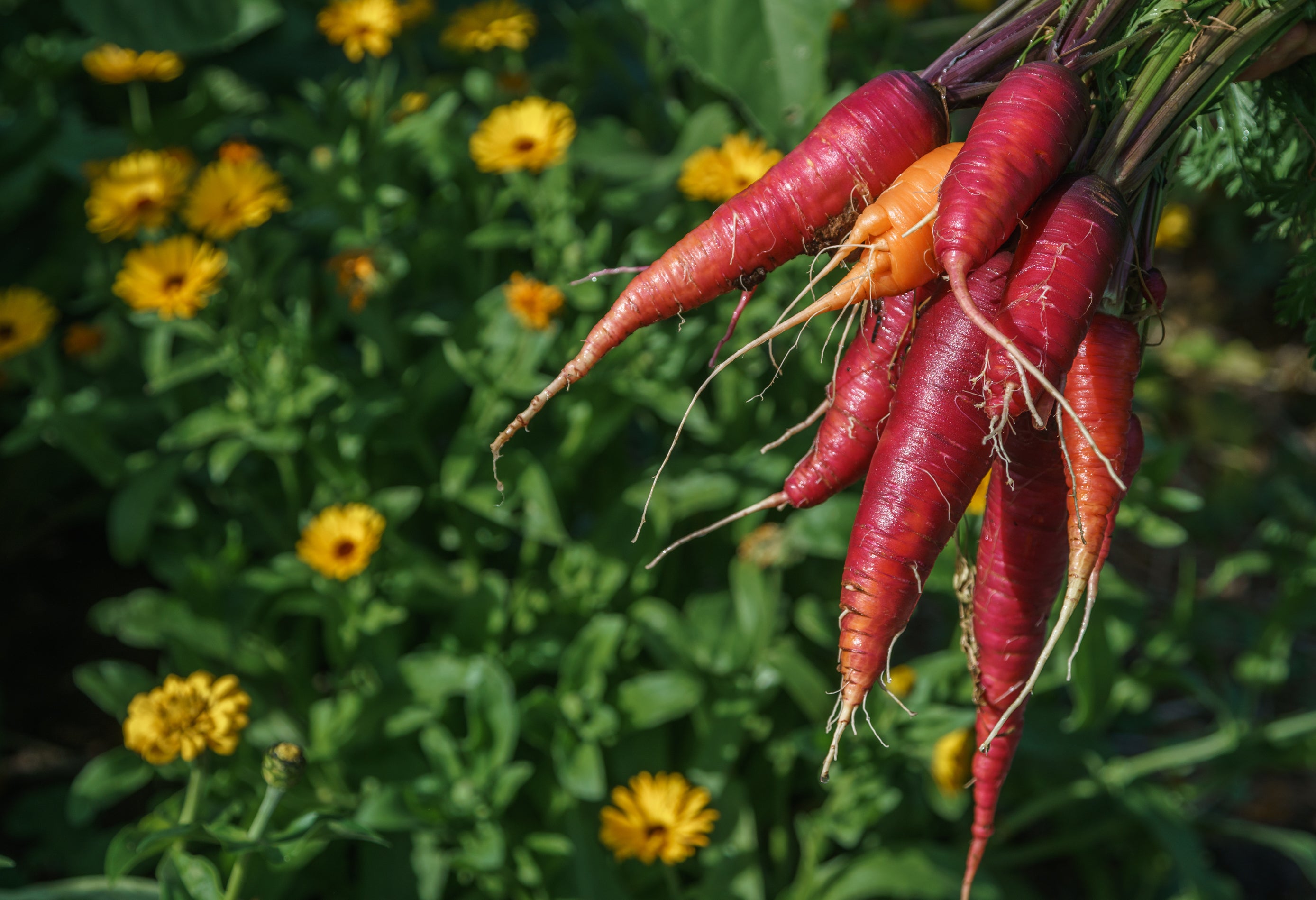 carrots in garden with flowers behind them