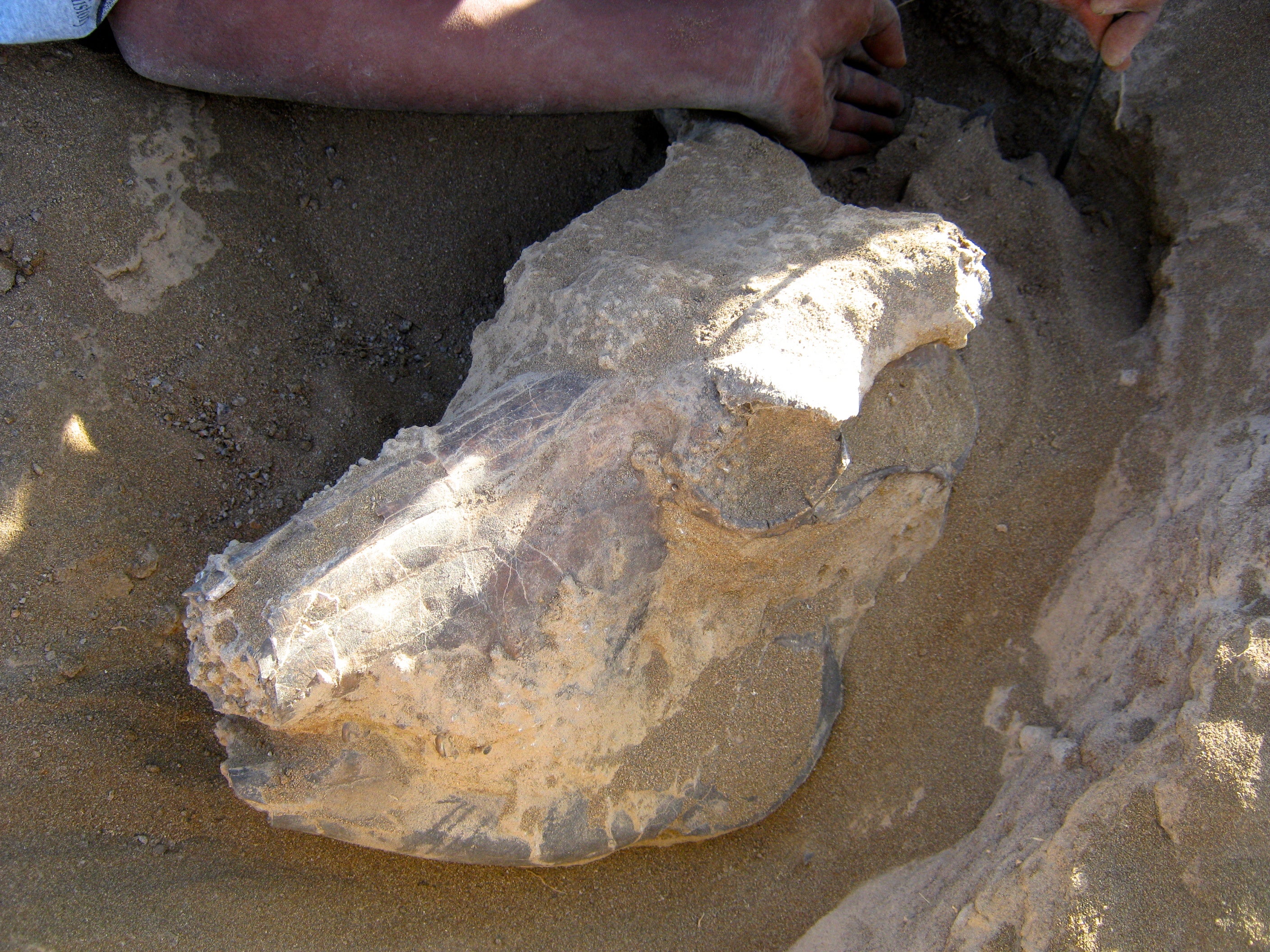 Wildebeest fossil skull