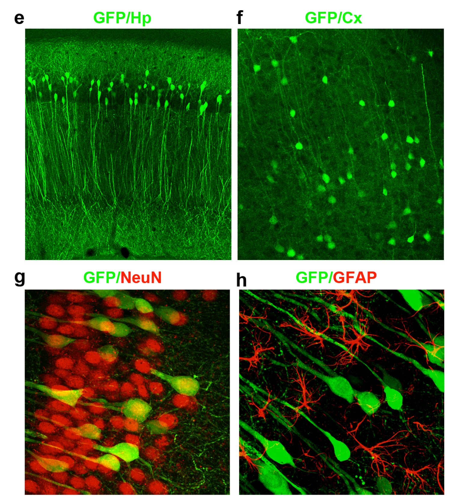 A virus loaded with the protective protein p62 was infected into mice. 