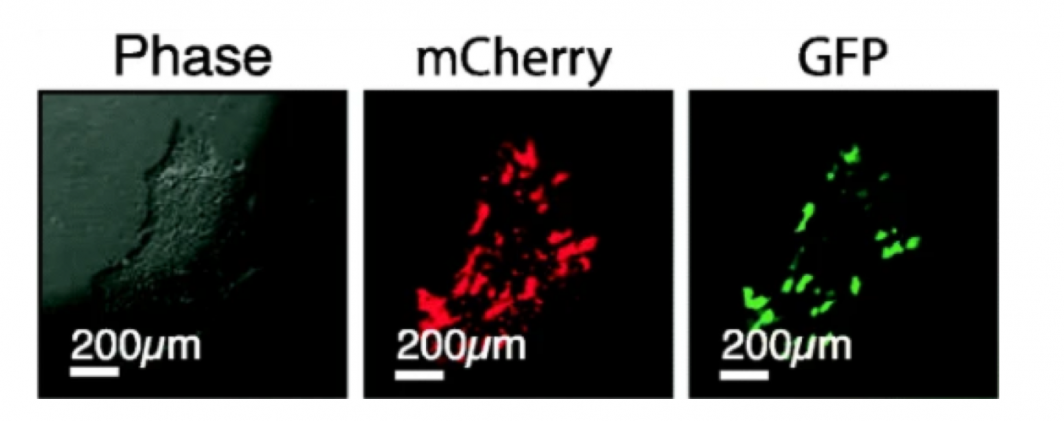 Stem cells can glow in the dark to help select the right ones