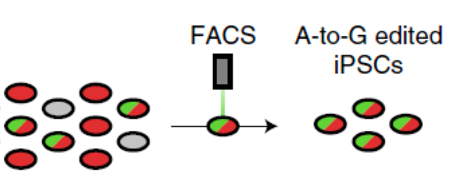 Screenshot of CRISPR process