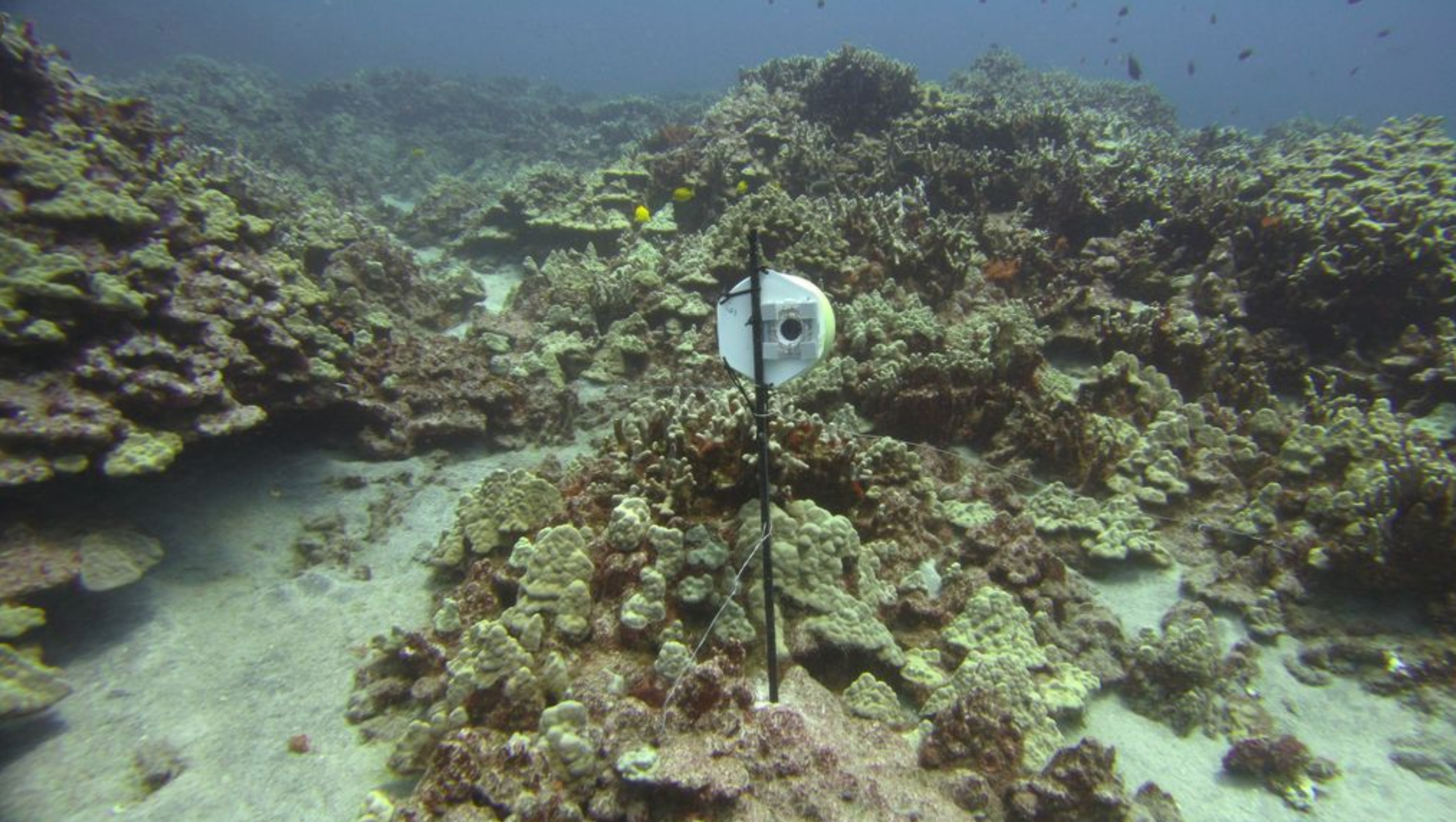 Coral bleaching on Hawaii's Big Island