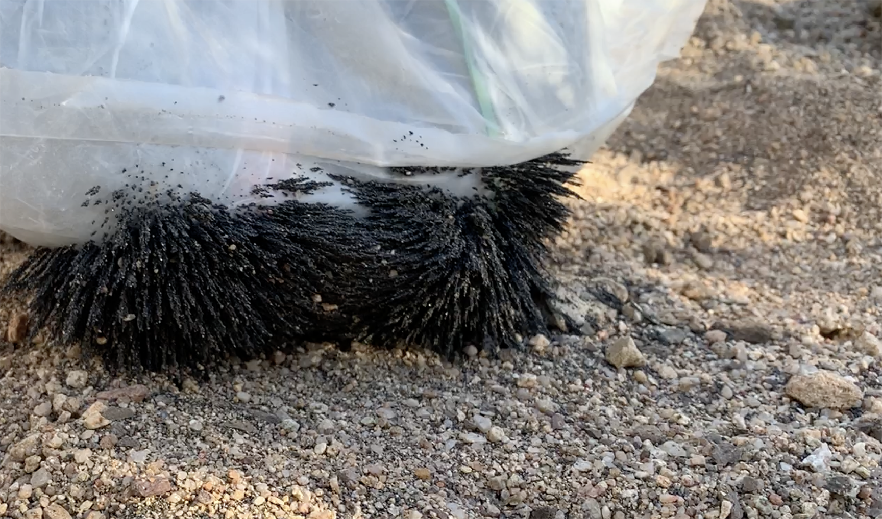 Black sand collected using magnets, creating interesting spike pattern.