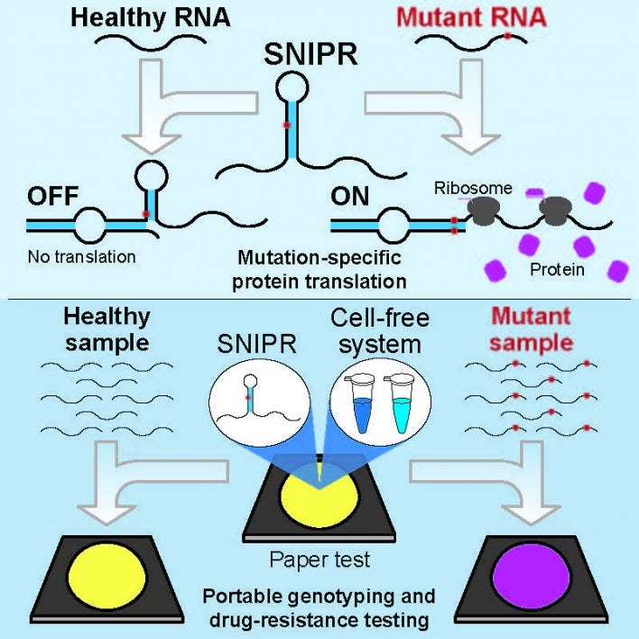 RNA