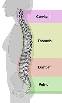 Spinal column