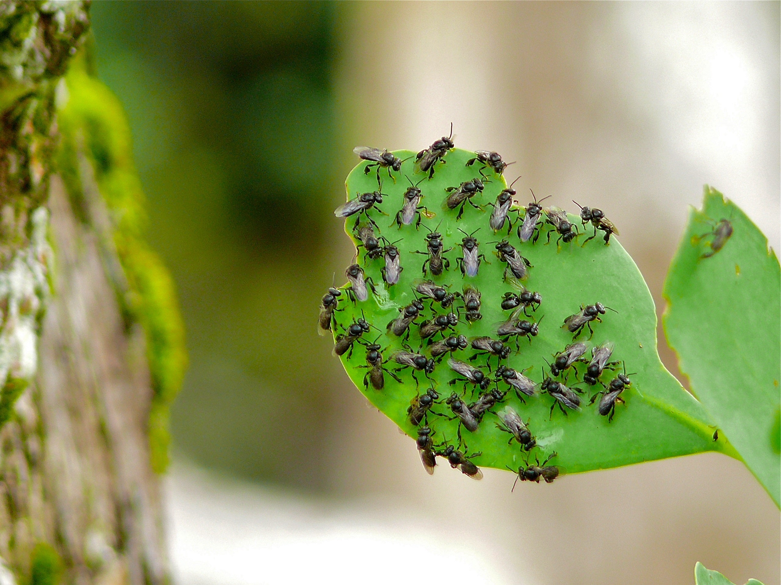 Small stingless bees