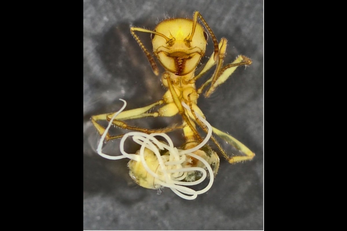 A callow Pogonomyrmex badius worker.