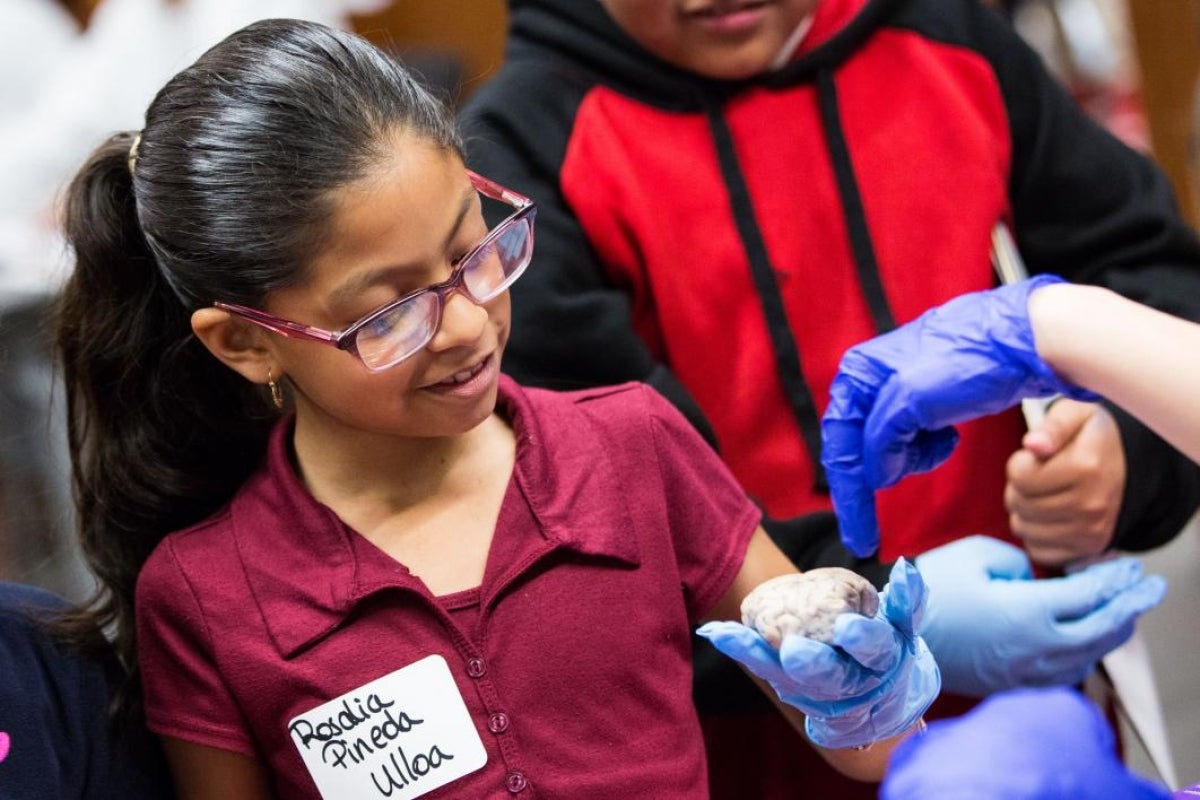 Looking at a dog's brain