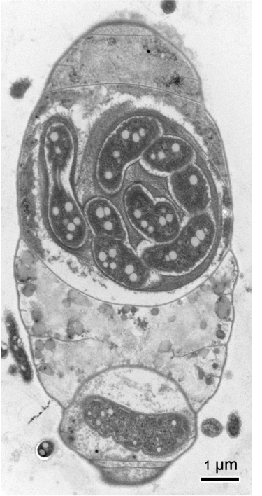 Microscopic view of Cyanoraptor’s “replication” phase.