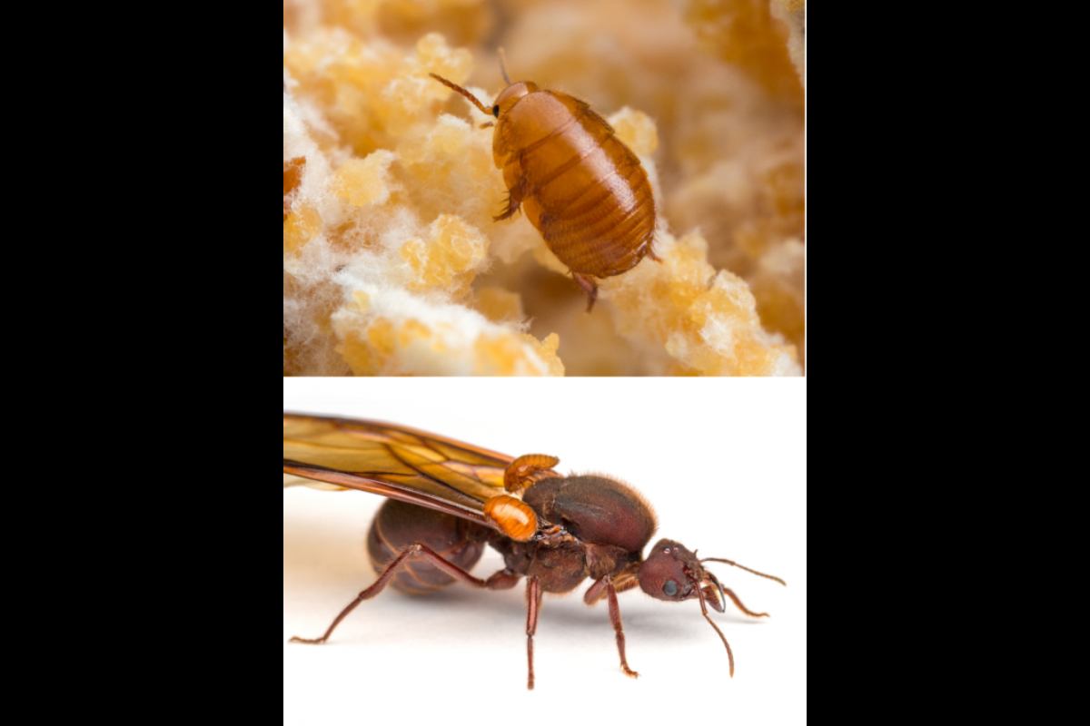 The myrmecophilous cockroach Attaphila fungicola in the fungus garden of Atta texana.