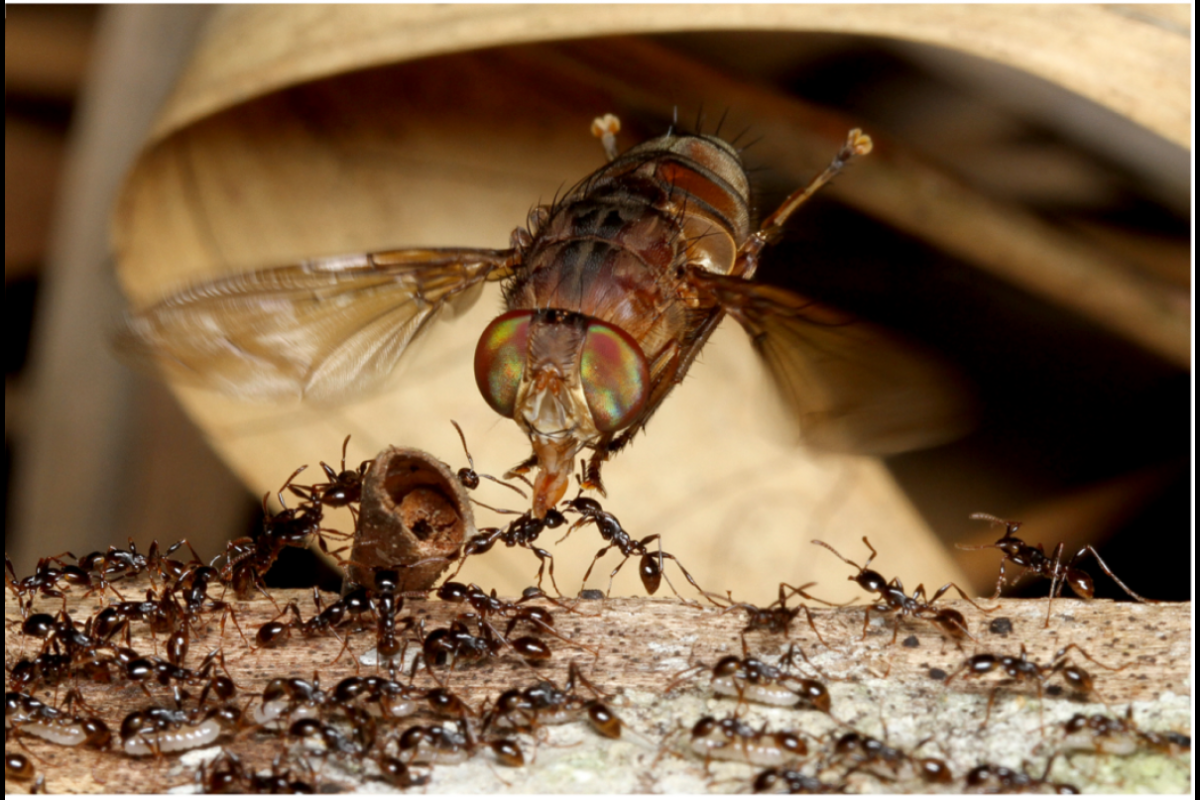 A species of the bengaline fly Bengalia hovering above ants.