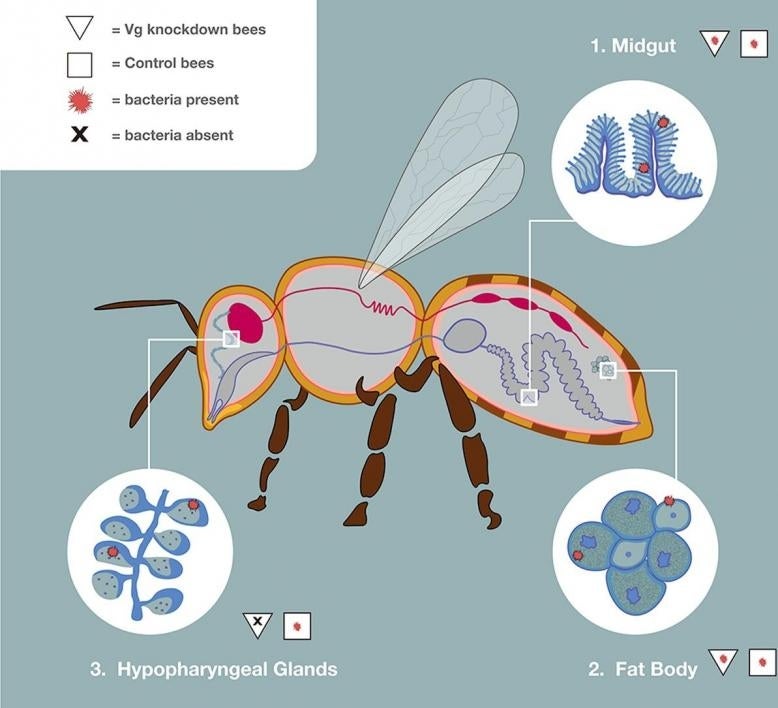 Journal of Insect Physiology