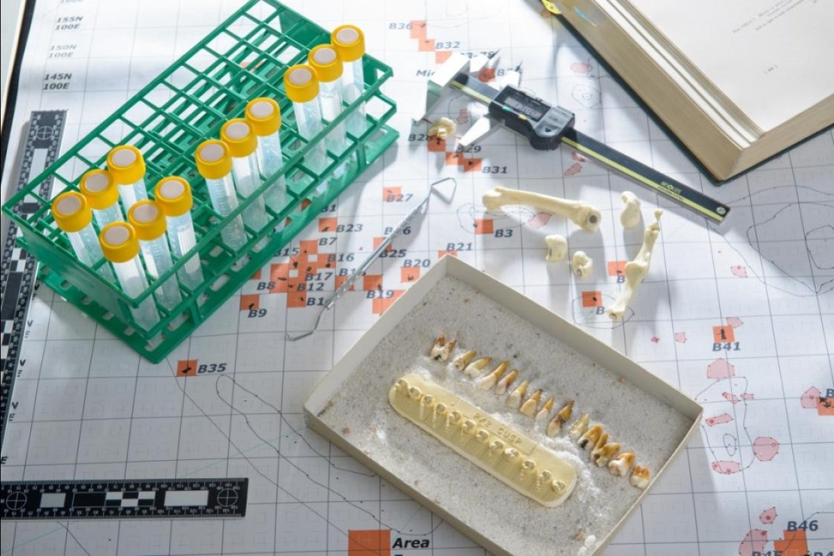 Osteology lab tools and samples