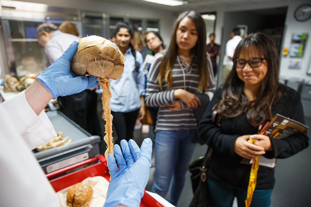 ASU Night of the Open Door Looking at a brain and spinal chord