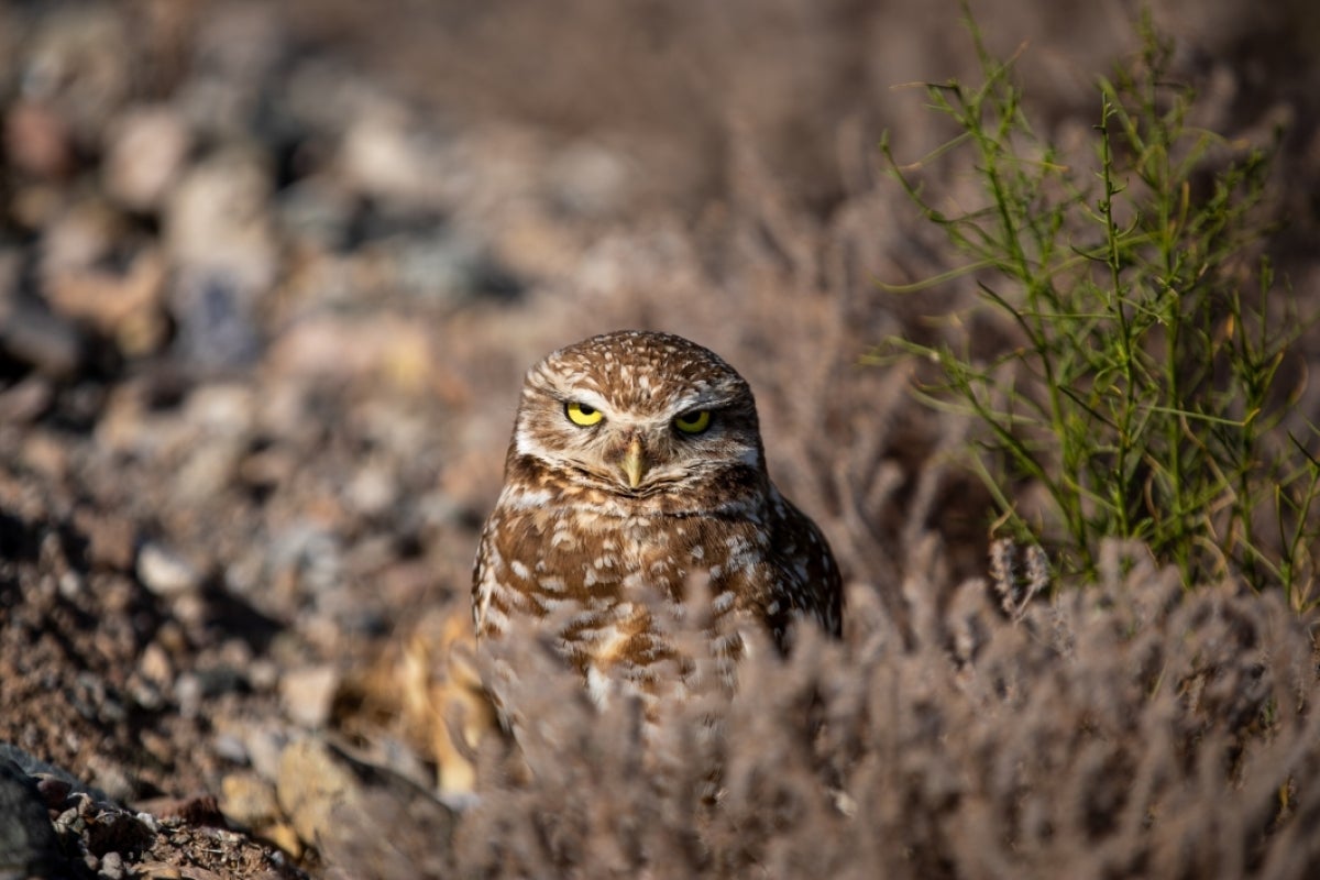 Burrowing Owl