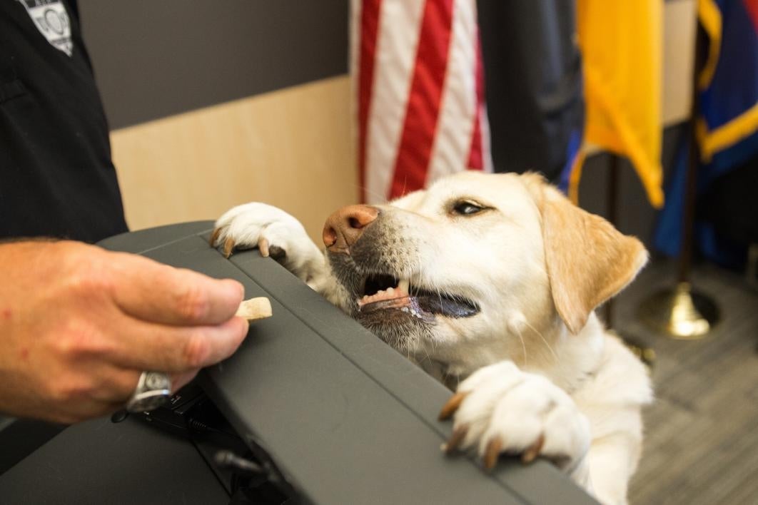 dog reaching for treat