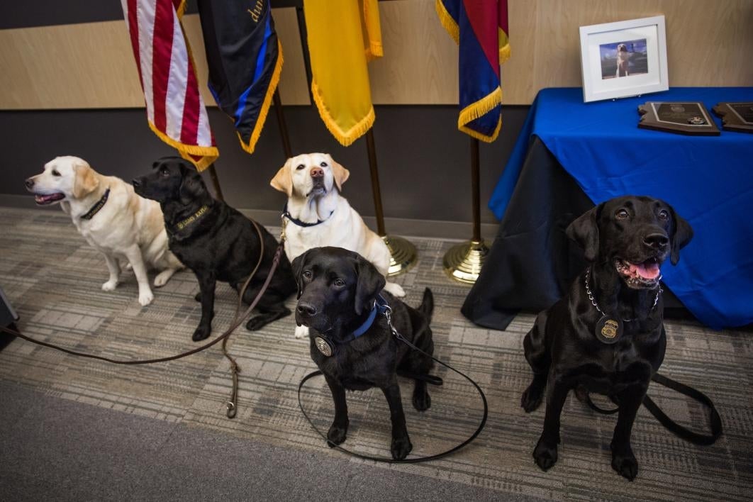 four dogs sitting