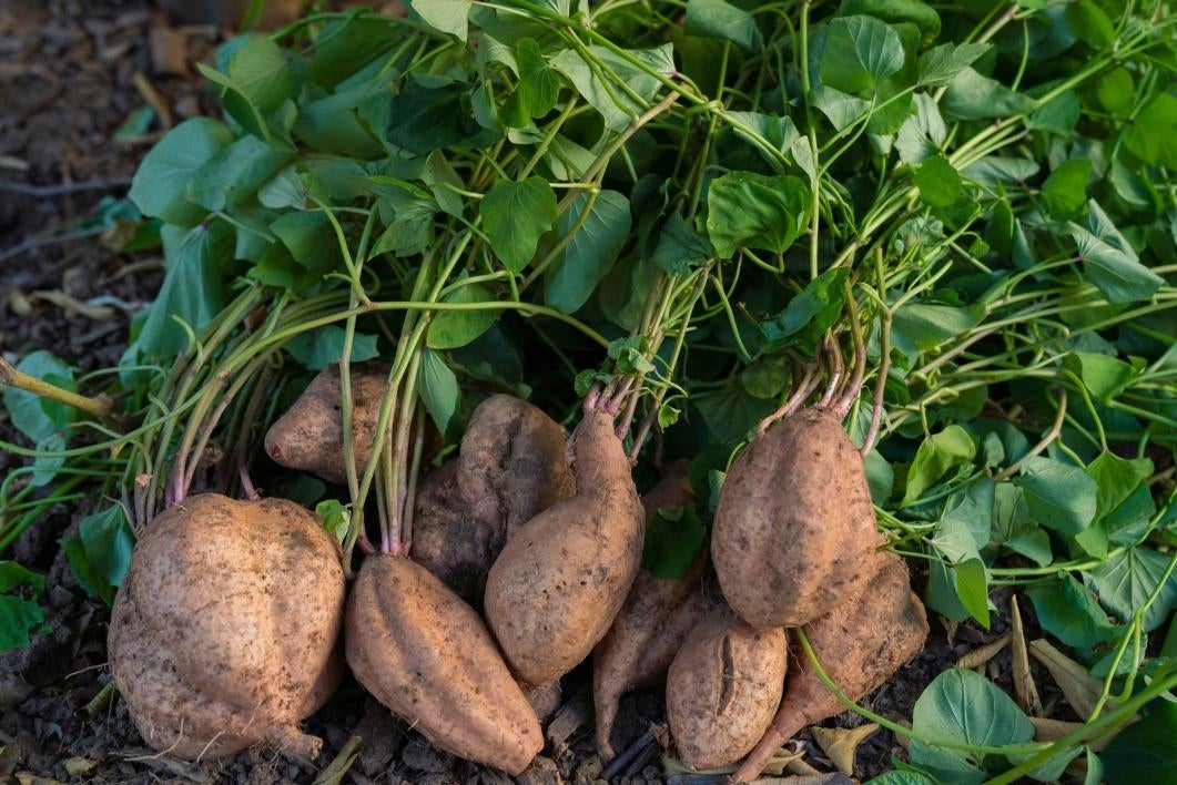 Sweet potatoes on the ground