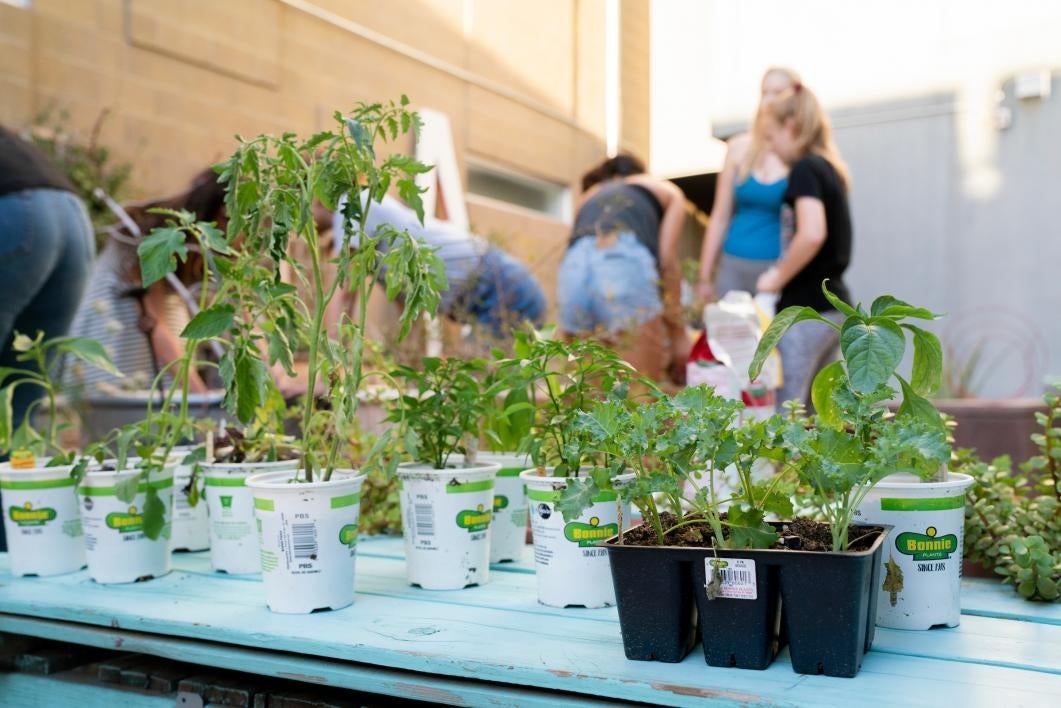 Women work in a garden behind plants on a table