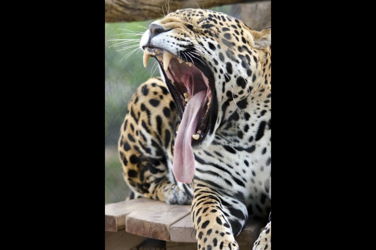 jaguar