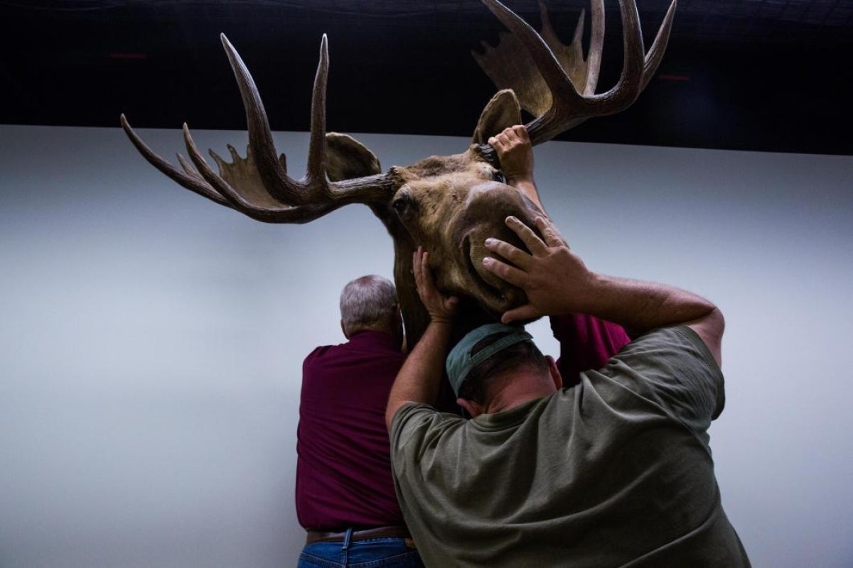 Natural History Collection is mounted in their new building