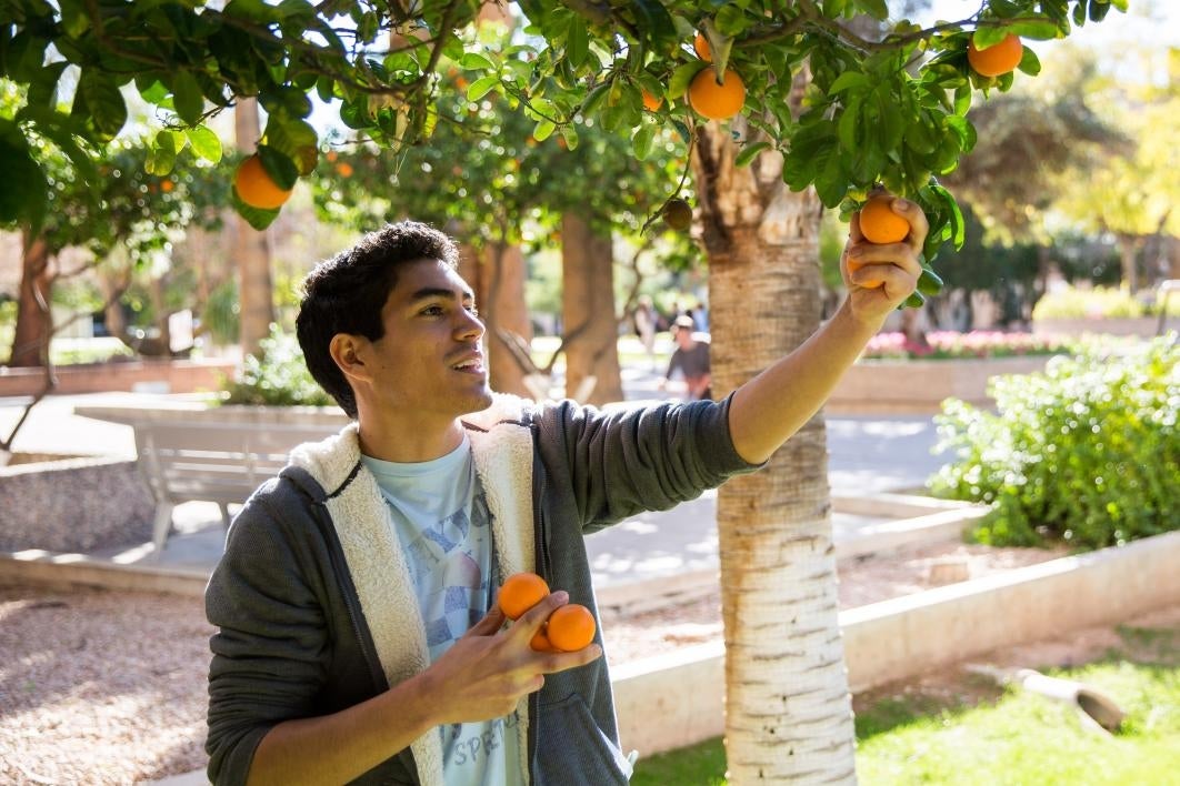 asu campus harvest orange harvest