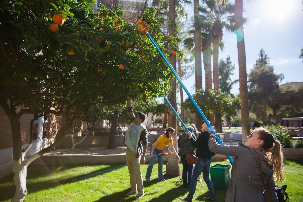 asu campus harvest orange harvest